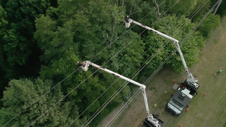 Best Fruit Tree Pruning  in Camano, WA